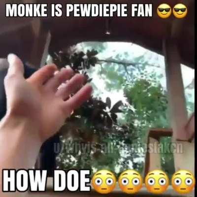 HOLY SHOOOT WTF BROFIST MONKE