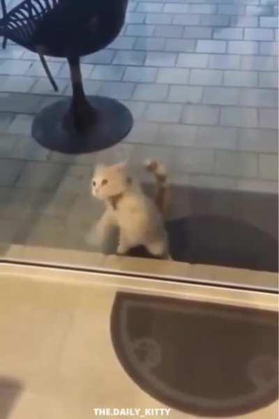 plz lemme in