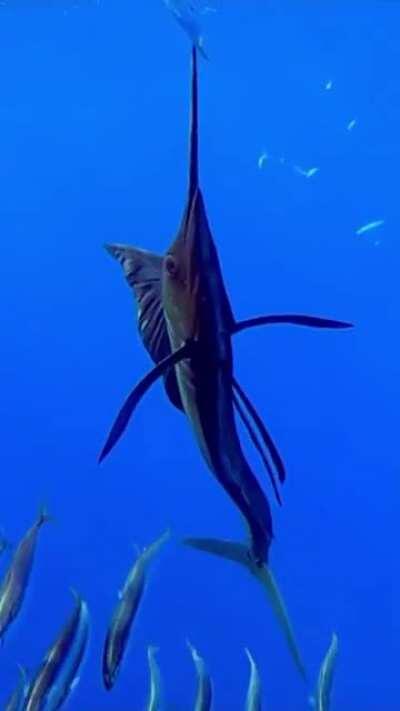 🔥 This gorgeous Pacific Sailfish