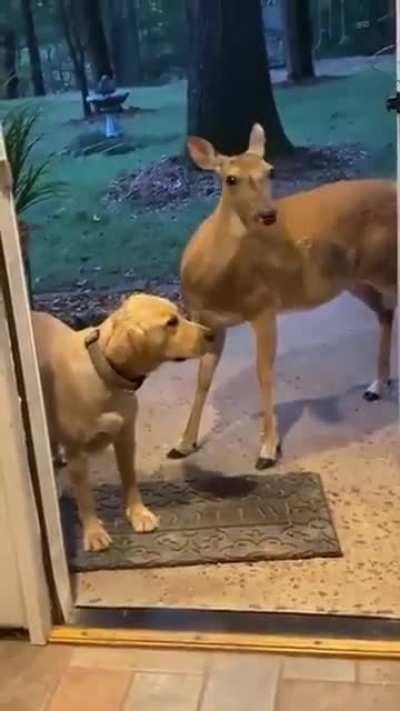 Affectionate Doggo brings a Deer friend home..