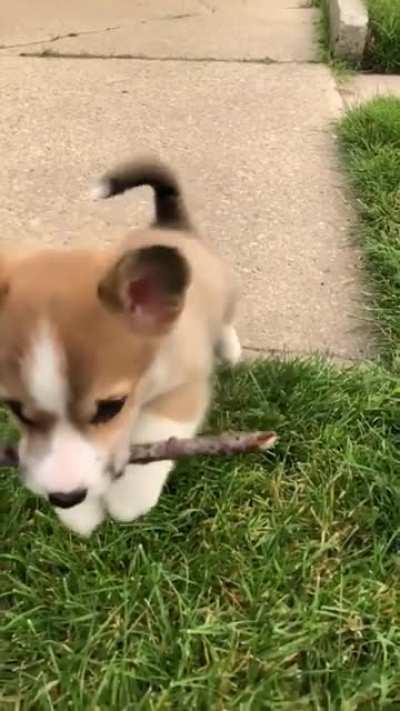 the fiercest corgi puppy!