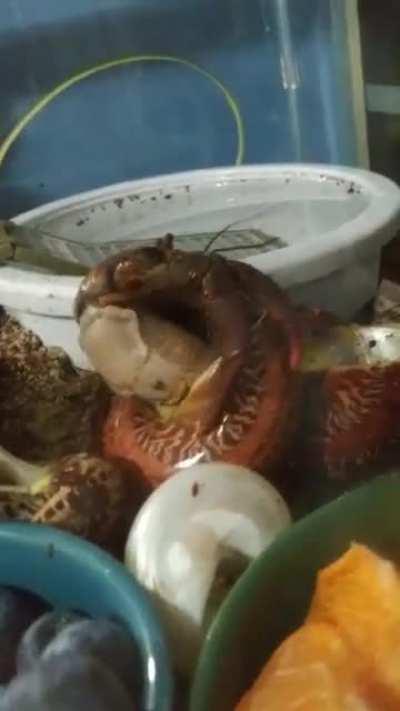 A hermit crab was caught on camera changing shells