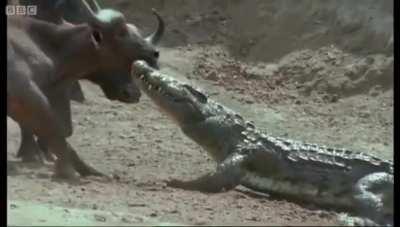Buffalo toughnes up, as the Nile Crocodile tries to drag it into the depths of the Nile.