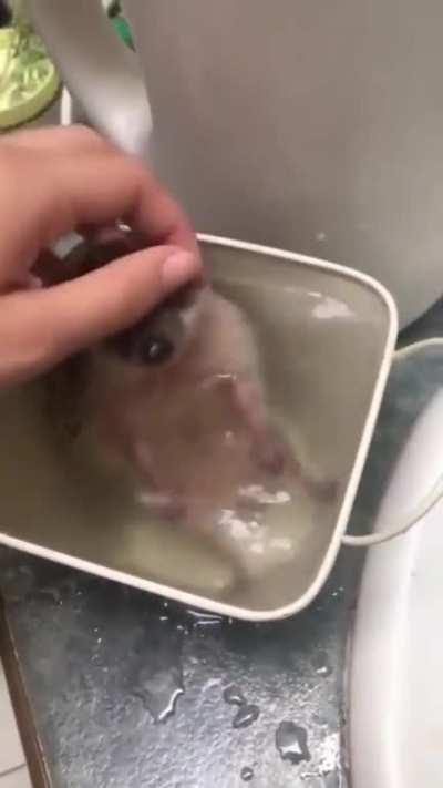 enjoy this baby hedgehog taking a bath🚿