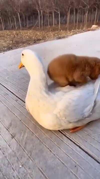 This Puppy and Geese like to cuddle