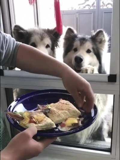 These malamutes got me started digging for more videos