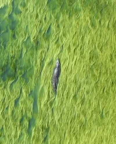 Crocodile swimming in a sea of grass