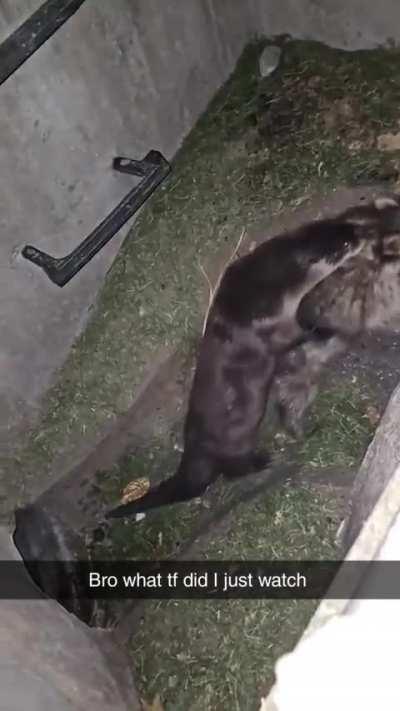 Otter vs Raccoon 
