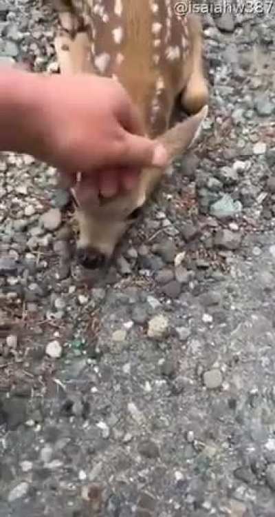 Fawn Comes By For Head Scratches