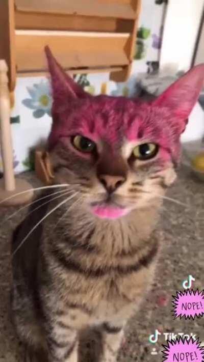 Putting makeup on your cat and lying about it for internet points.