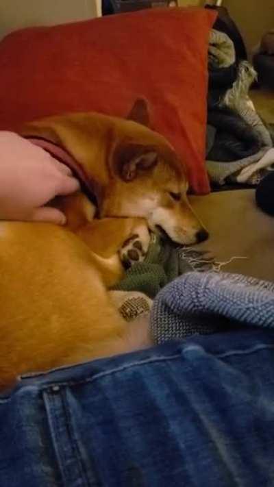 My Shiba smiles when I pet her, and stops when I stop.