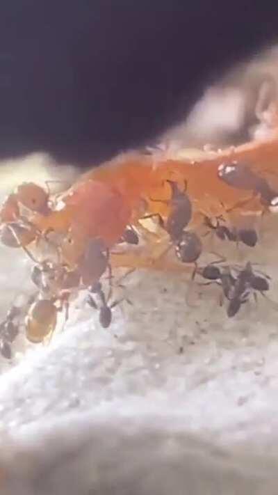 Attack on Titan: Ant Edition