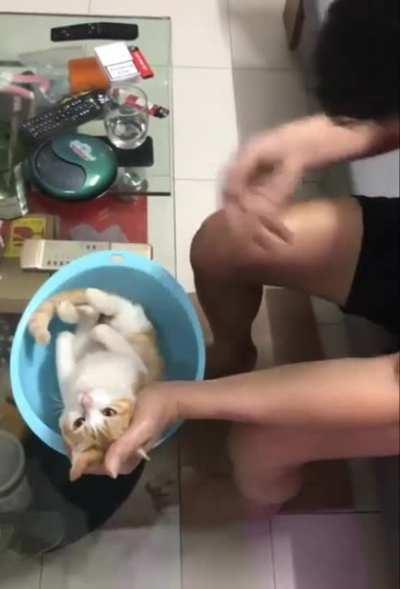 This cat while grandpa explains how to give baby a bath