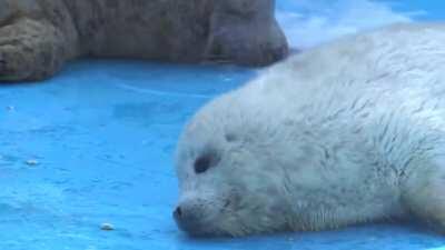 Fluffy baby seal [credit:Twitter@narickboxx]