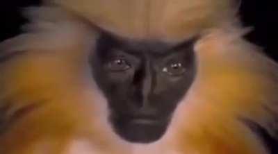 🔥 Golden Langur monkey has eerily human features