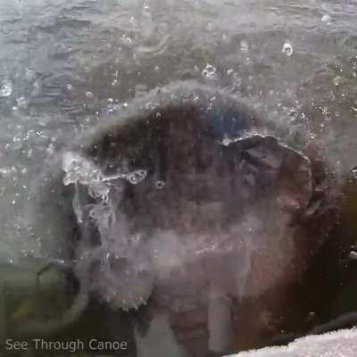 Manatee exploring the side of a clear kayak with its prehensile lips