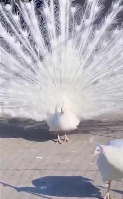 The opening moment of the white peacock