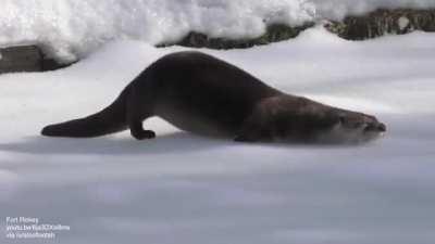 River otter sliding on ice