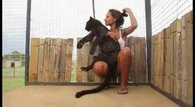 A Beautiful Black Leopard reaction when he sees her favorite zoo keeper