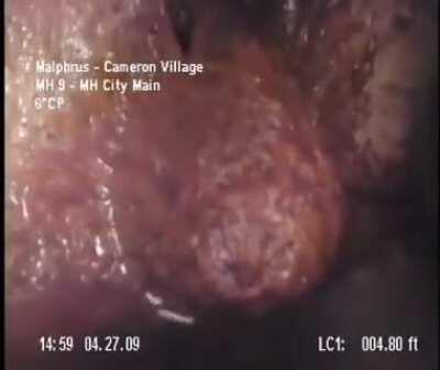 Living blob of worms found in a North Carlina sewer