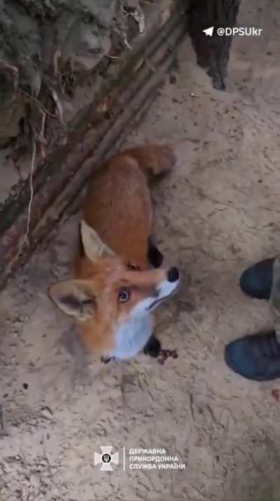 A small fox visited the defenders for canned food in Chernihiv and then became a regular guest. Despite its predatory nature, the animal quickly realized that it is safe and at least well fed with the soldiers