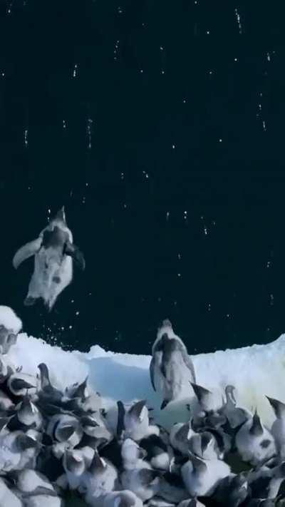 Emperor penguin chicks leap off a 50-foot ice cliff to take their first swim in the Antarctic waters (behavior filmed for the very first time by Bertie Gregory)