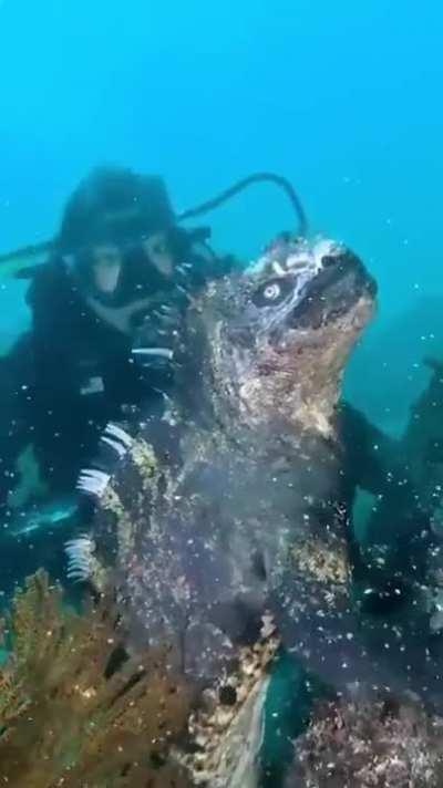 Marine iguanas are endemic to the Galapagos Islands and are the only marine lizard species in the world