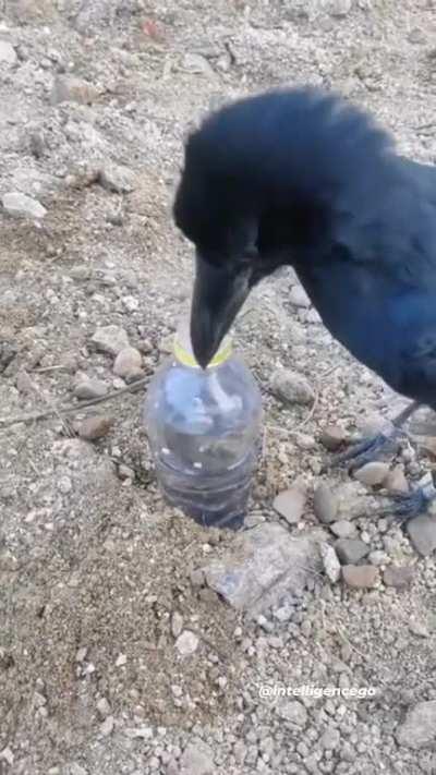 Crow is thirsty but he can't reach the water? Nah... now he can, problem solved.