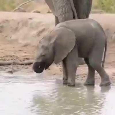 🔥 Elephant trunk has close to 40,000 muscles. It takes time &amp;amp; practice to have full control and coordination on trunk, Baby elephants usually take around 1 year for this. This baby elephant is practising using its trunk. Till then, it drinks water lik