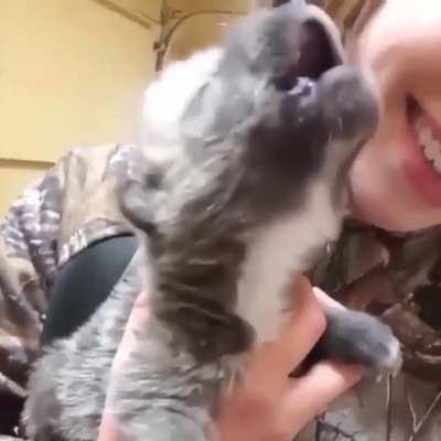 This baby wolf’s first howl