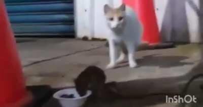 Tom and Jerry in real life