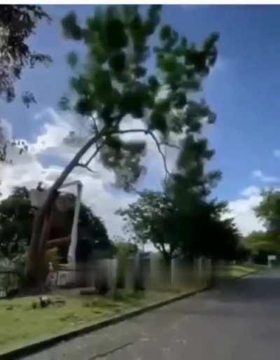 WCGW when you cut down a tree in the safest way possible