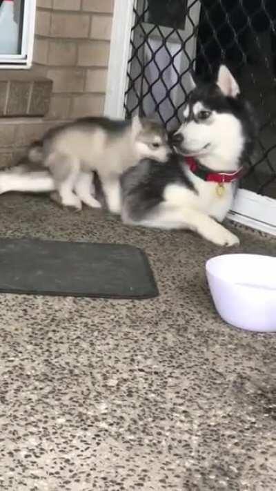 Clumsy husky puppy