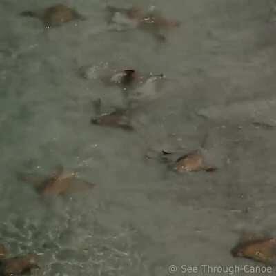 🔥 Stingrays Surfing at the beach yesterday