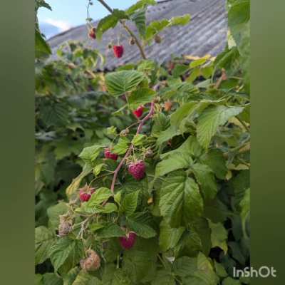 Hi, Reddit, and again a little bit of the usual life of Ukrainians. Raspberries are quite a popular berry here. I've been growing them for several years and finally got a decent harvest. So I make raspberry campot, jam and frozen berries:)