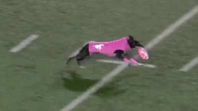 These are some awesome Touchdown Zoomies.