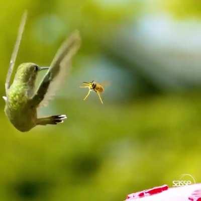 A hummingbird dodging a wasp in slow motion