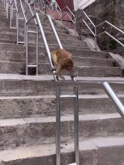 Clever monkey sliding down railing. 