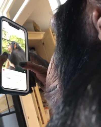 Chimp browsing instagram