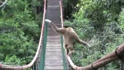 🔥 This gibbon traversing across the way