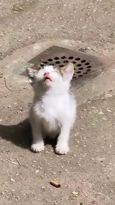 Lil' dude is sun bathing 🐱🌞