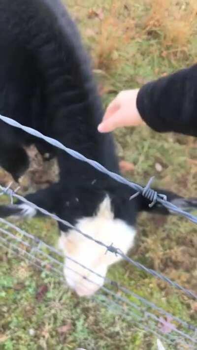 The cows near my parents place love to come to the fence for pets