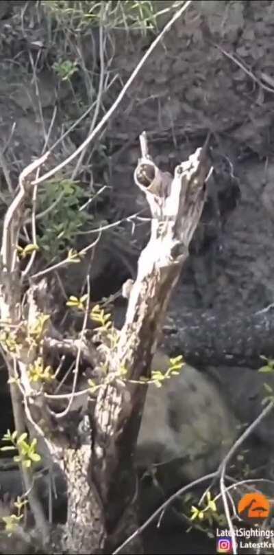 While a Leopard sniffs around the tourists vehicles, a Hyena nabs one of it's cubs.