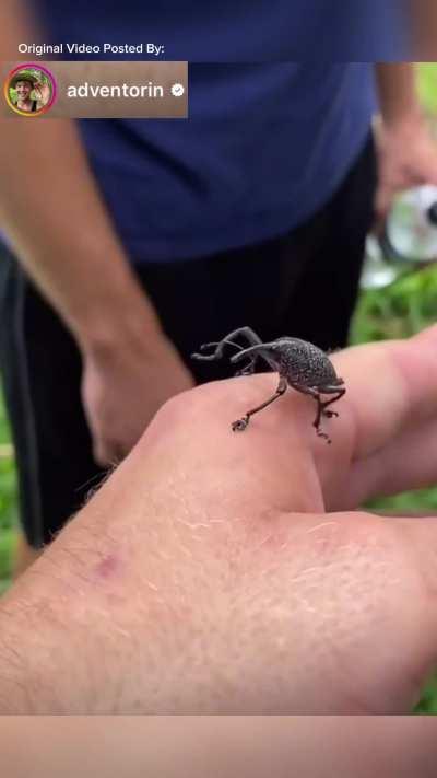 Clumsy weevil