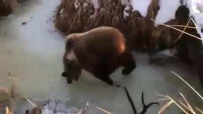 🔥 Bear enjoying a frozen stream