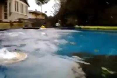 Majestic capybara dives into swimming pool