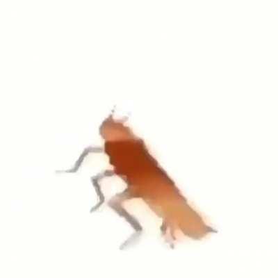the way of all roaches