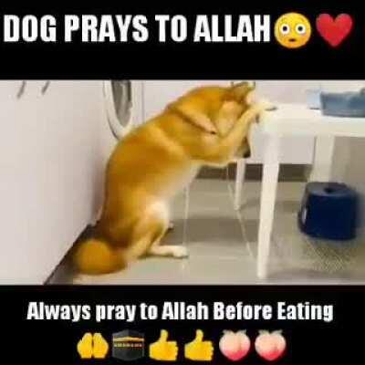 Allah dog Allah dog