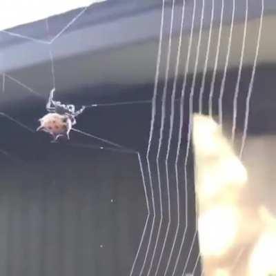 A cute spider making web.