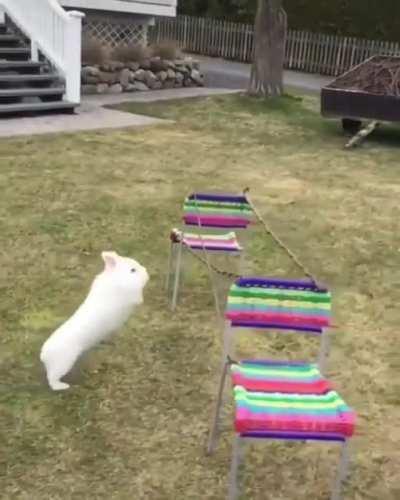 The highest rabbit jump on record is three and a half feet! The same rabbit holds the record for the longest jump as well, at 9.88 feet.